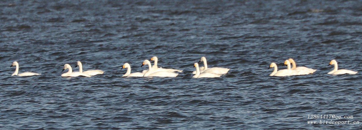 Tundra Swan (Bewick's) - ML646680046