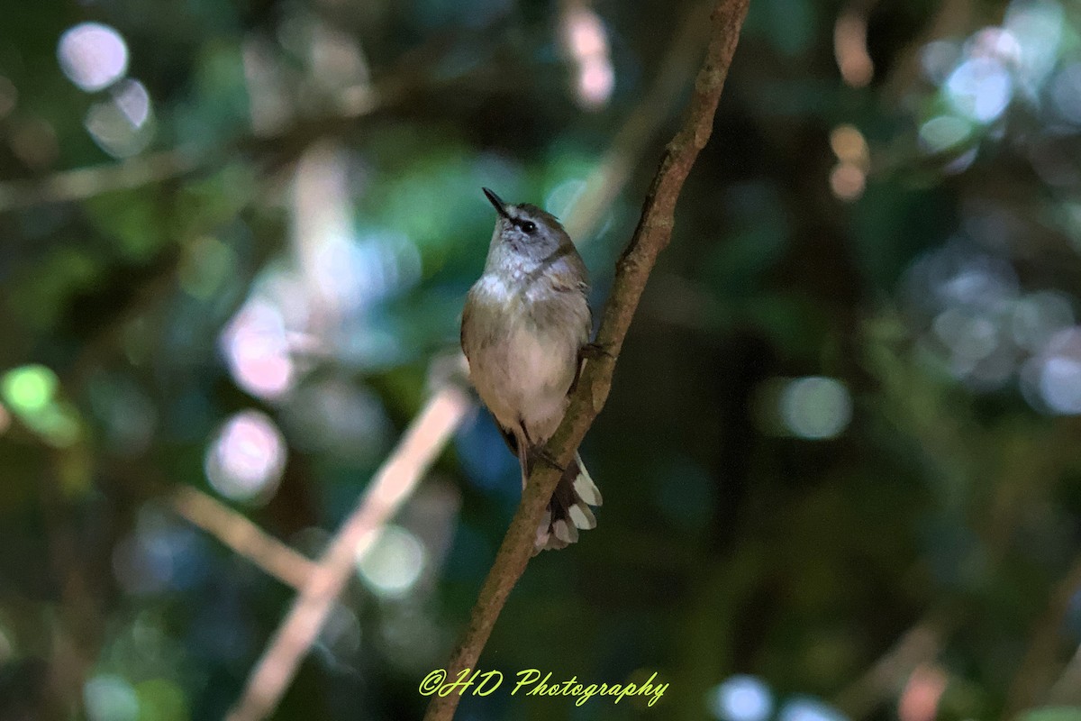 Brown Gerygone - ML646680047