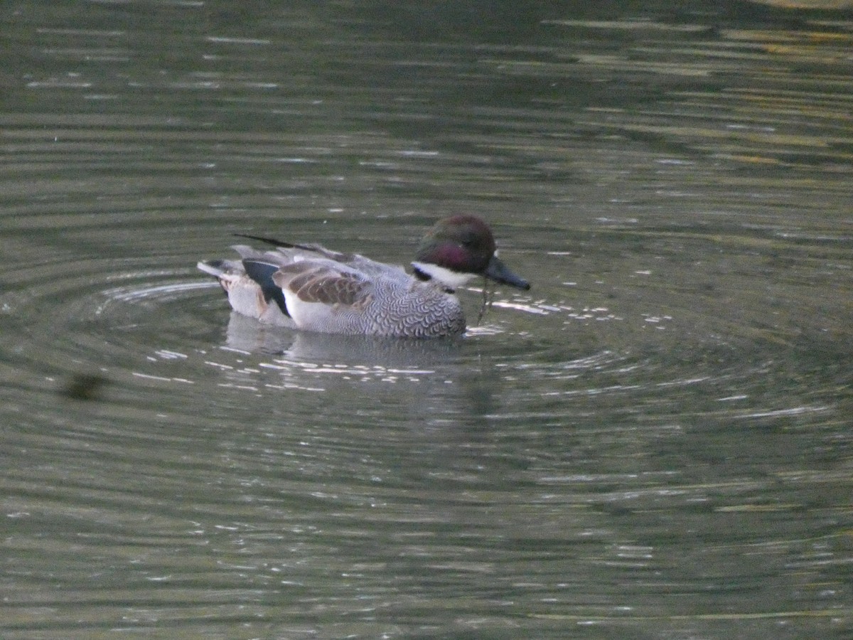 Falcated Duck - ML646680049