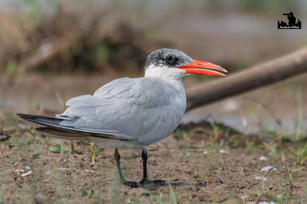 Caspian Tern - ML646680050