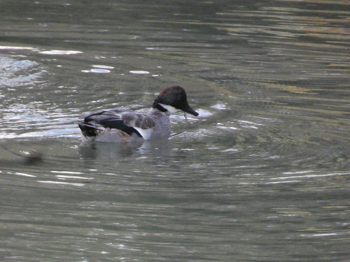 Falcated Duck - ML646680051
