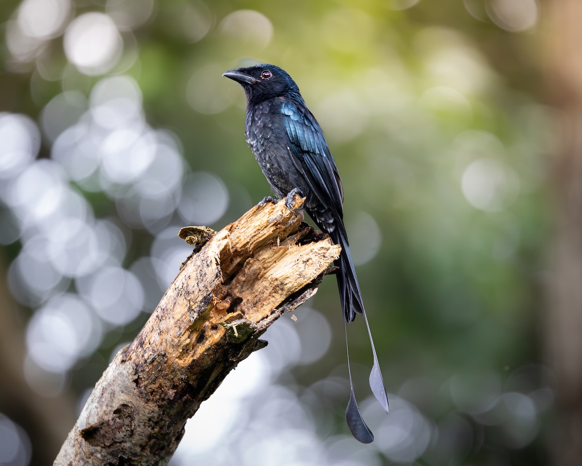 Greater Racket-tailed Drongo - ML646680053