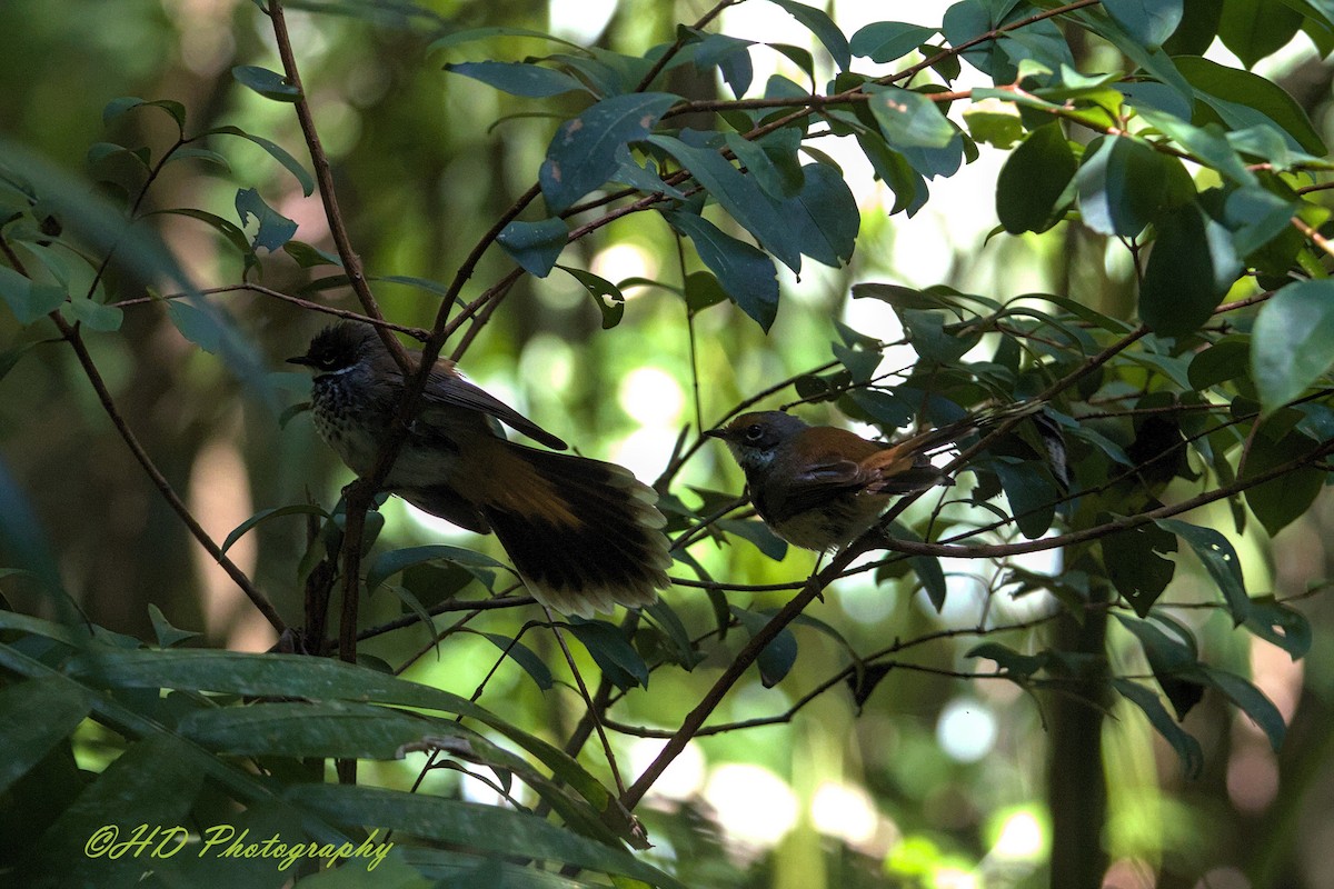 Australian Rufous Fantail - ML646680055