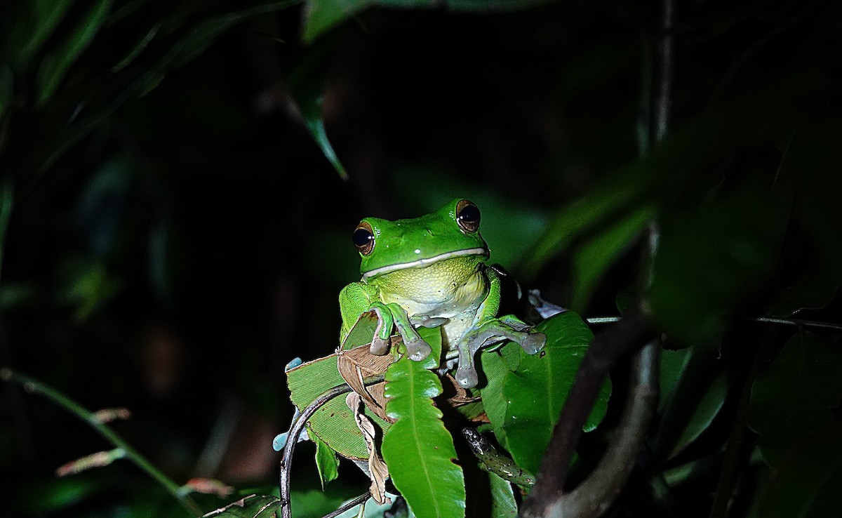 Neuguinea-Riesenlaubfrosch - ML646680057