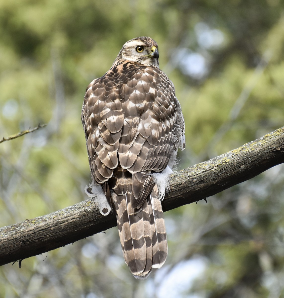 Cooper's Hawk - ML646680058