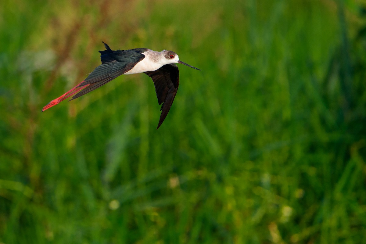 Black-winged Stilt - ML646680059