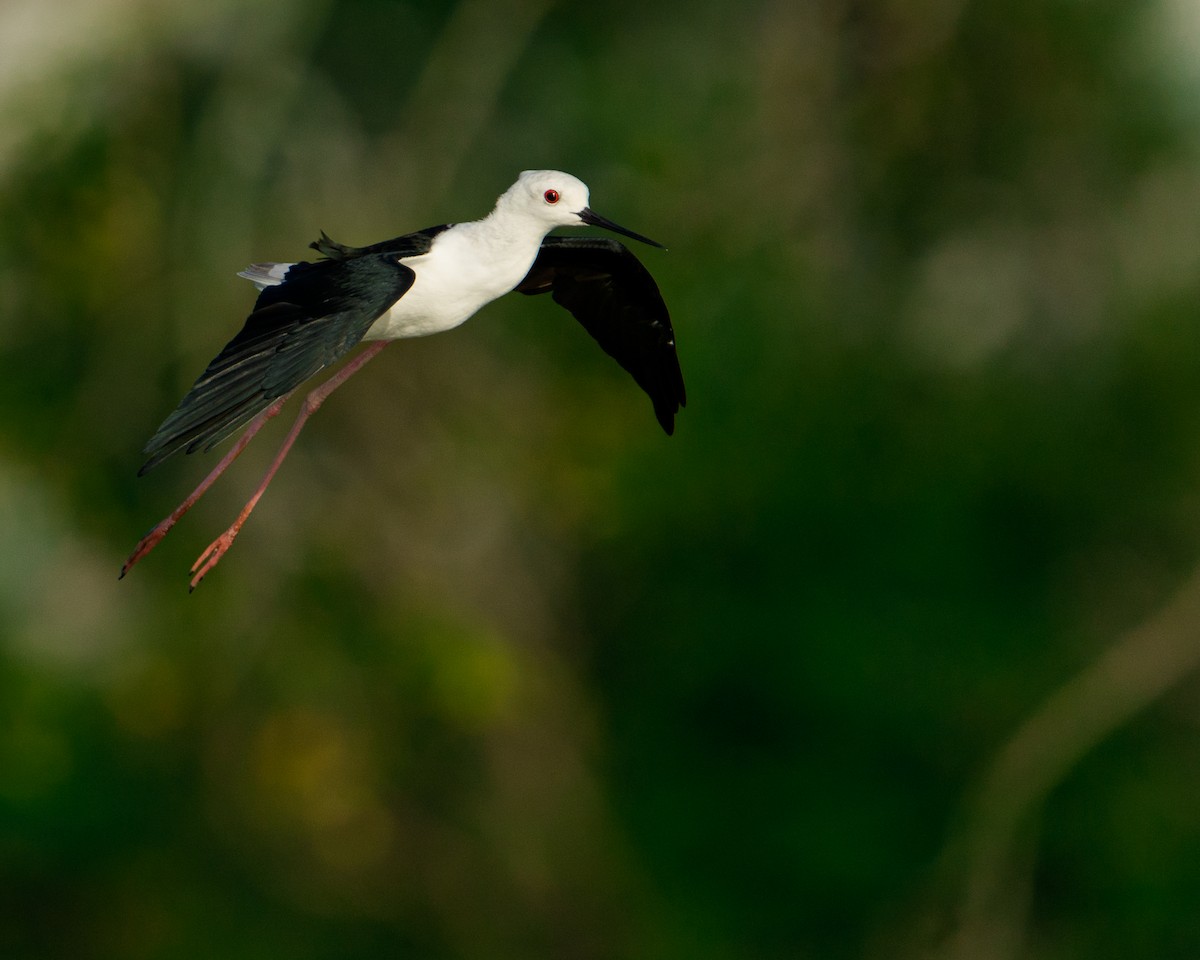 Black-winged Stilt - ML646680061