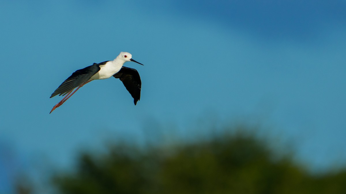 Black-winged Stilt - ML646680062