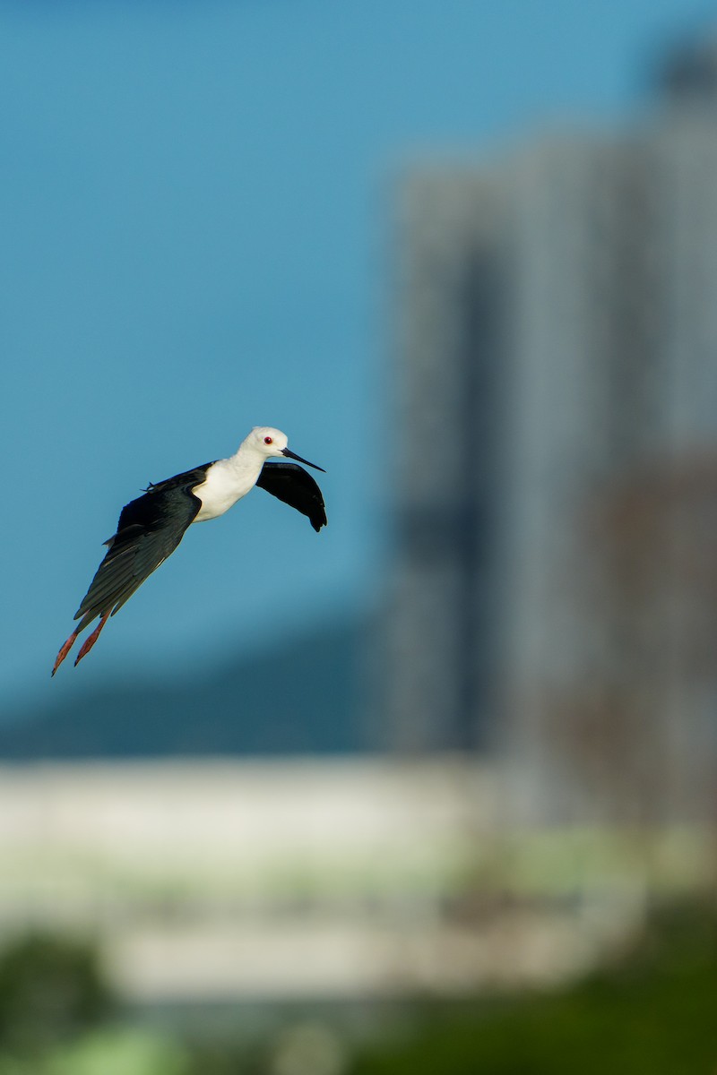 Black-winged Stilt - ML646680063
