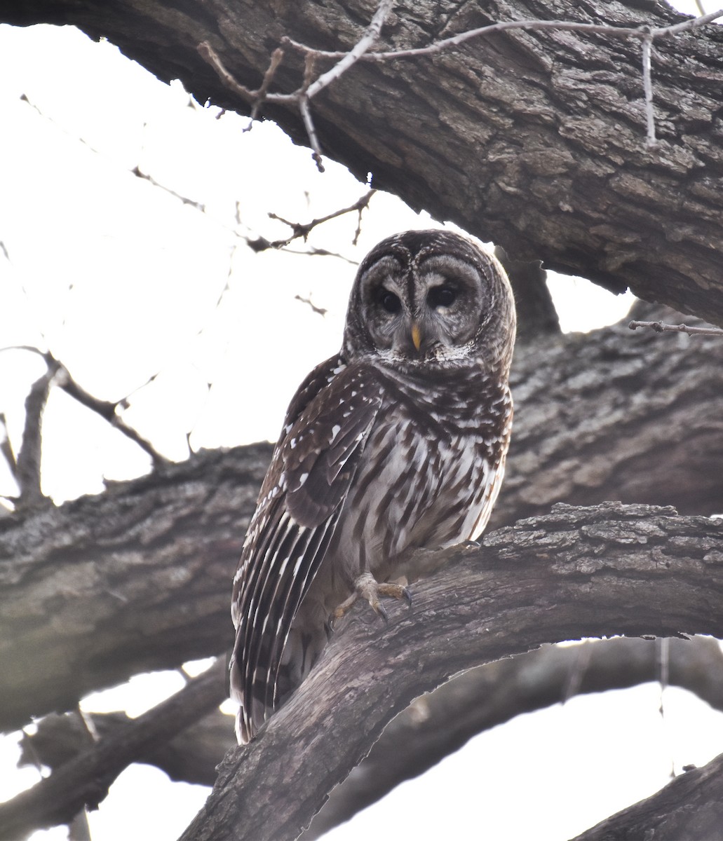 puštík proužkovaný - ML646680064