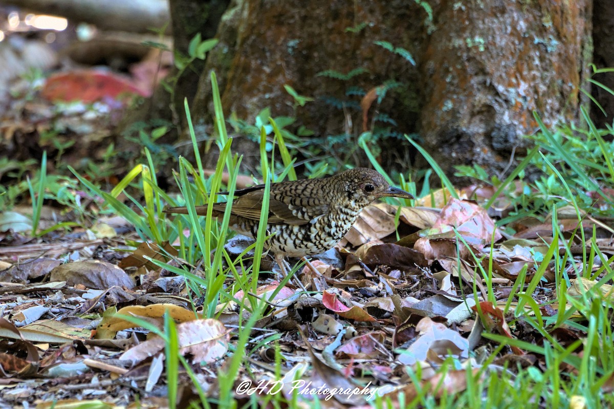 Russet-tailed Thrush - ML646680066