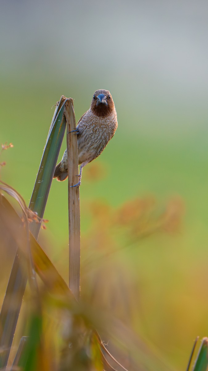 Scaly-breasted Munia - ML646680073