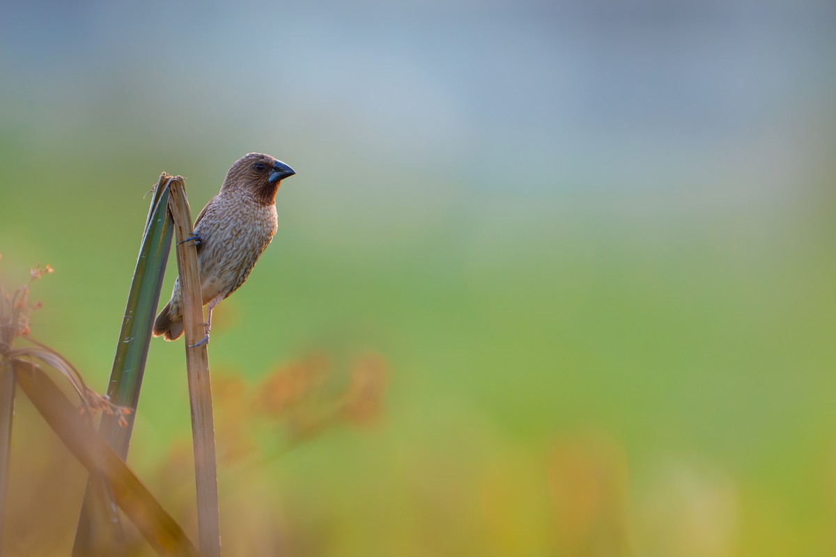 Scaly-breasted Munia - ML646680074
