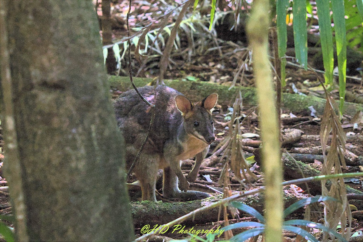 Red-necked Pademelon - ML646680076