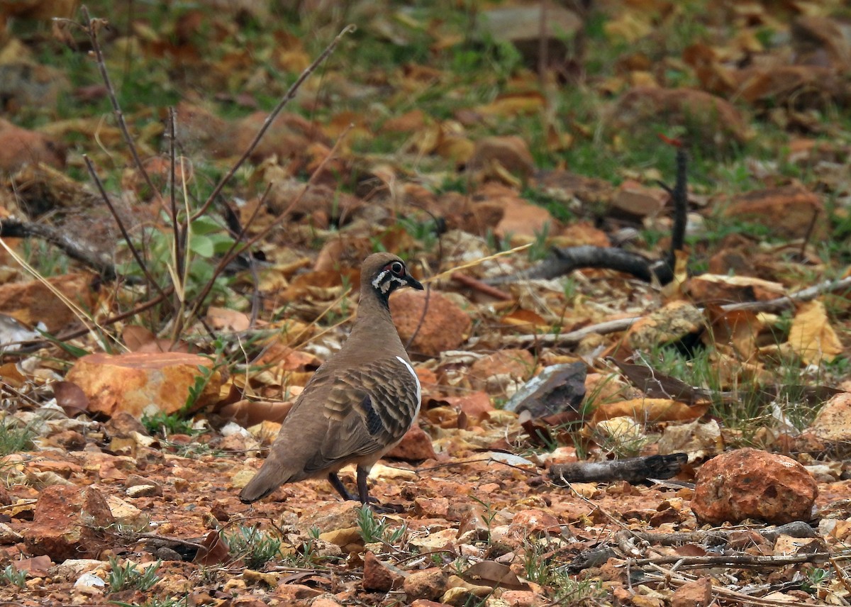 Squatter Pigeon - ML646680077