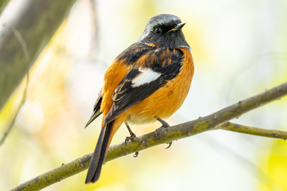 rehek daurský - ML646680078