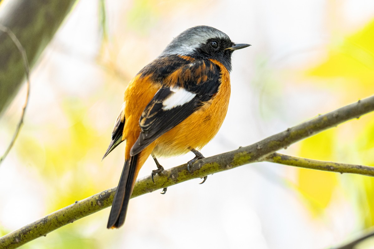 rehek daurský - ML646680079