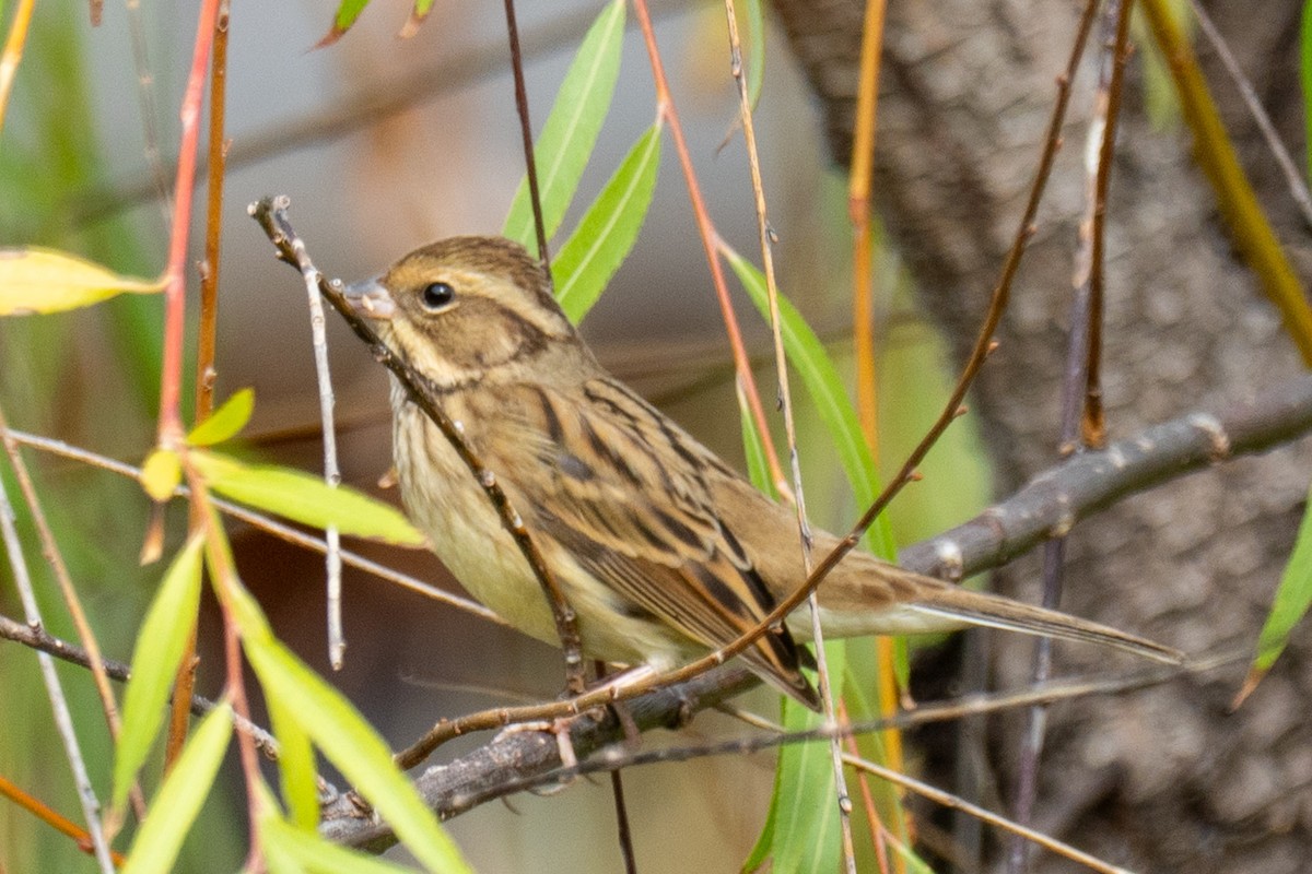 strnad šedokápý - ML646680080