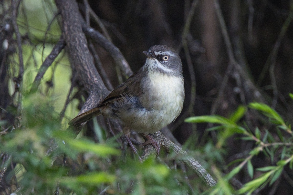 White-browed Scrubwren - ML646680090