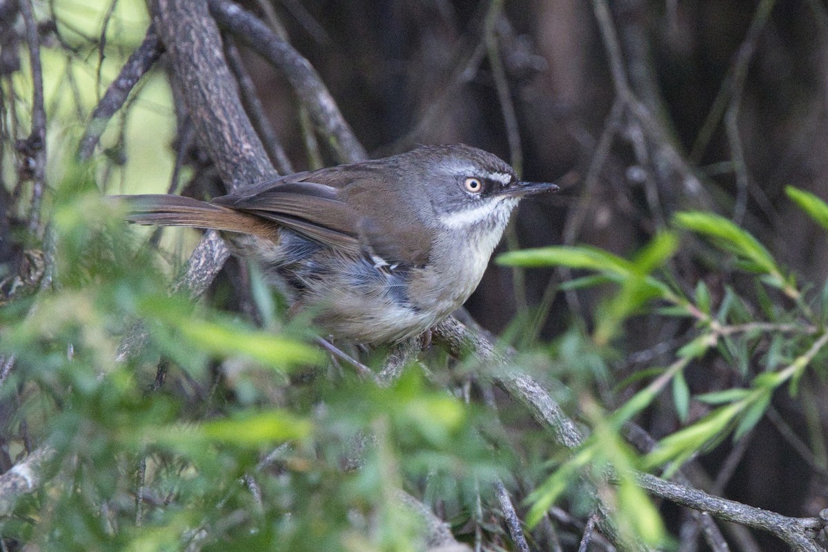 White-browed Scrubwren - ML646680091