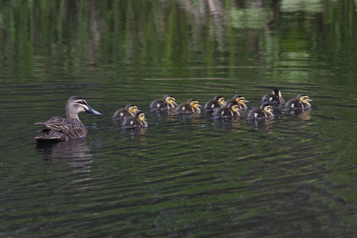 kachna pruhohlavá - ML646680092