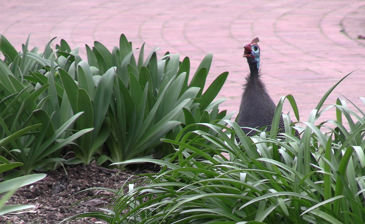 Pintada Común - ML646680093