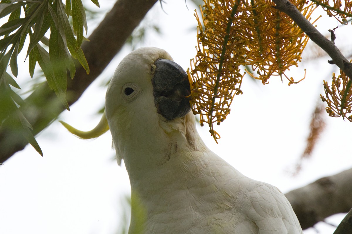 kakadu žlutočečelatý - ML646680095