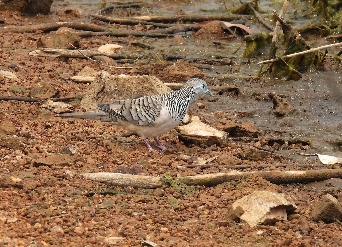 Peaceful Dove - ML646680101