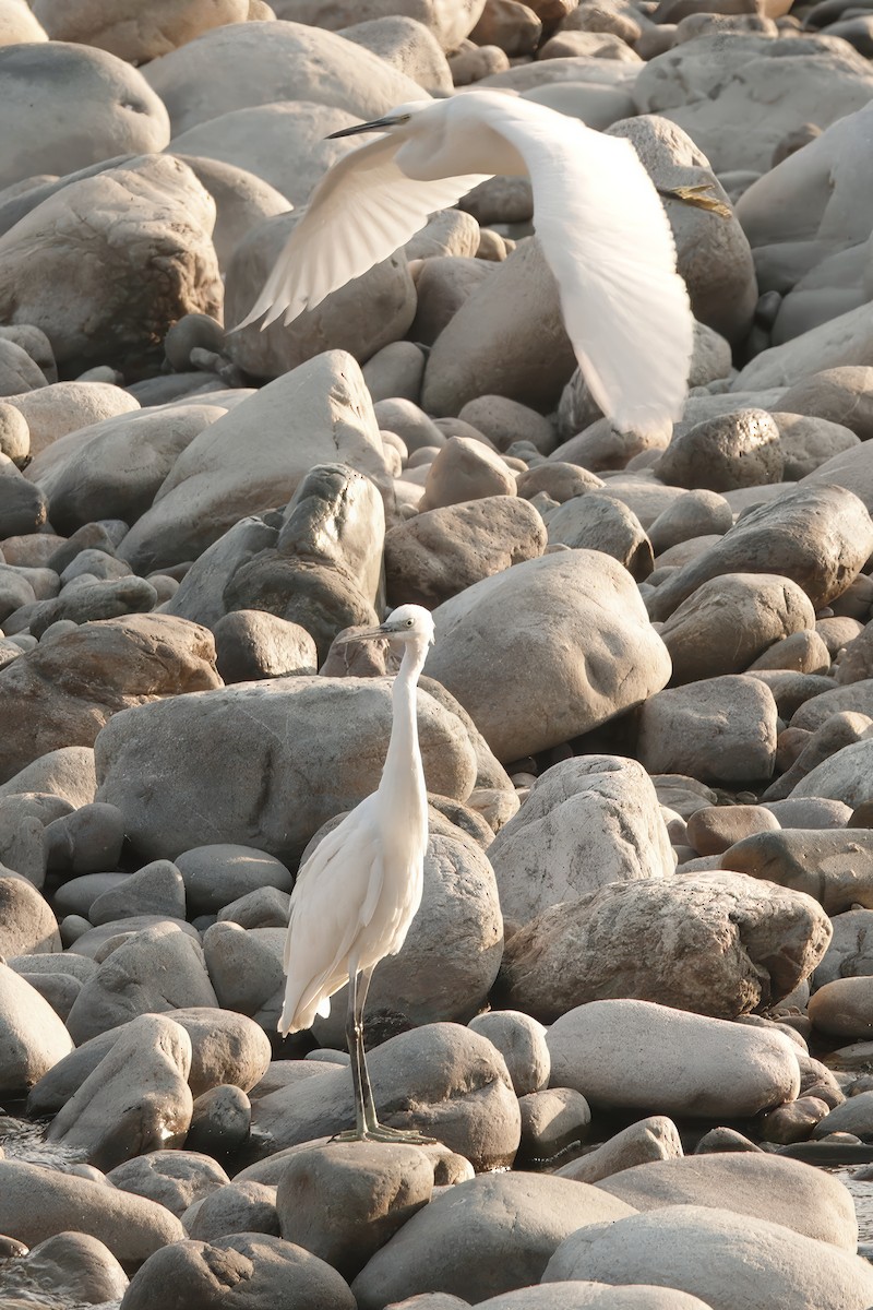 Little Egret - ML646680105