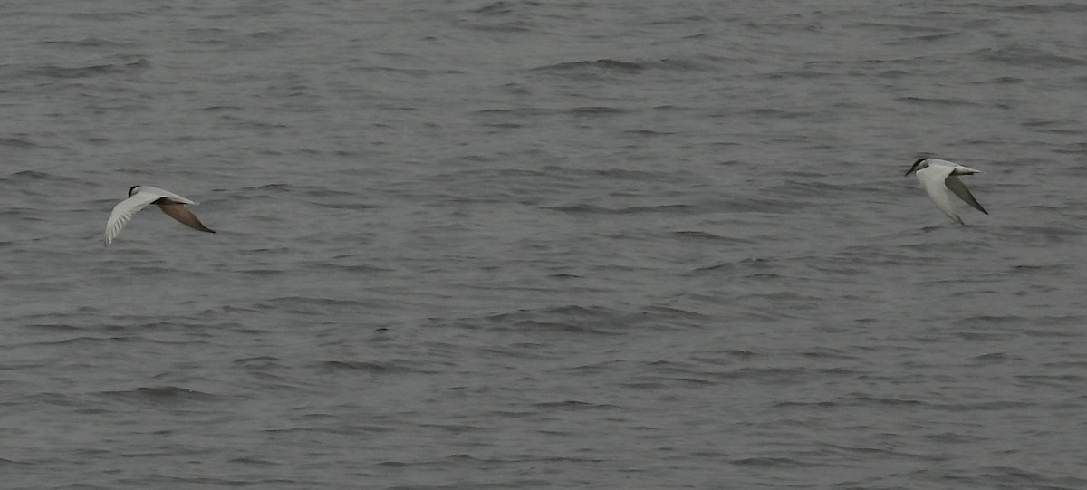 Whiskered Tern - ML646680106