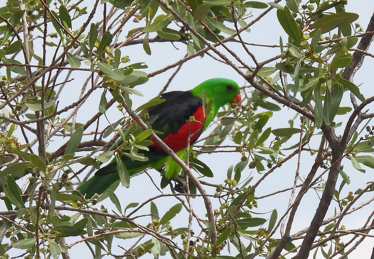 Red-winged Parrot - ML646680107