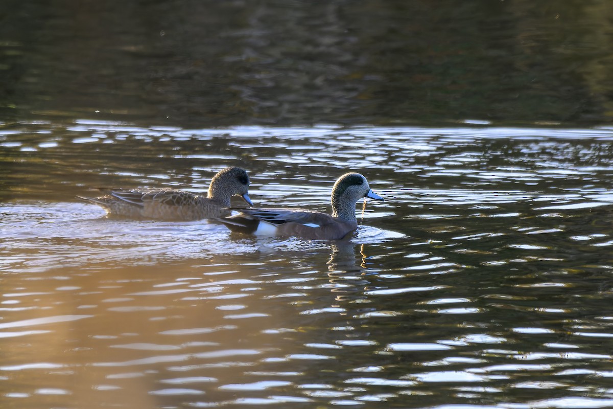 hvízdák americký - ML646680119