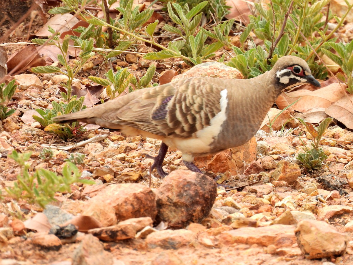 Squatter Pigeon - ML646680126
