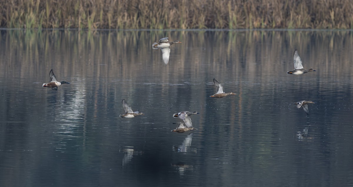 Ipar-ahatea - ML646680127