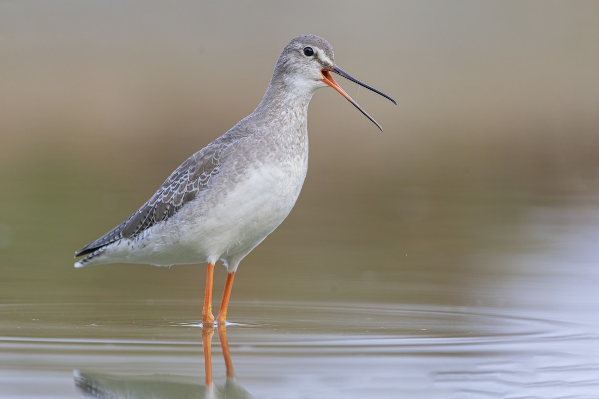 Spotted Redshank - ML646680137