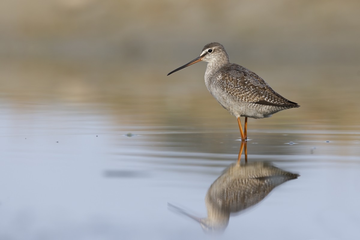 Spotted Redshank - ML646680138