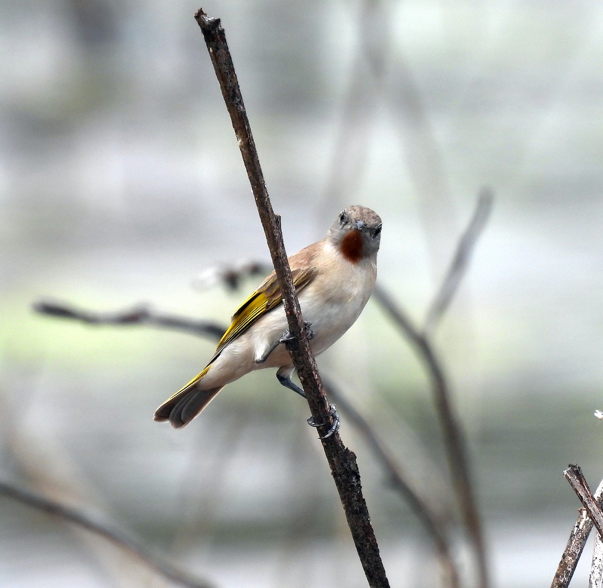 Rufous-throated Honeyeater - ML646680143