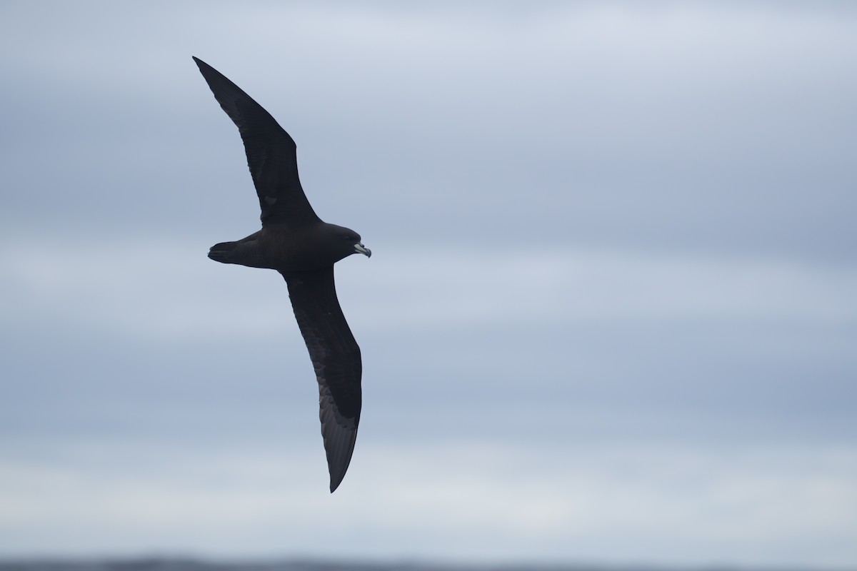 Büyük Kara Yelkovan - ML646680145