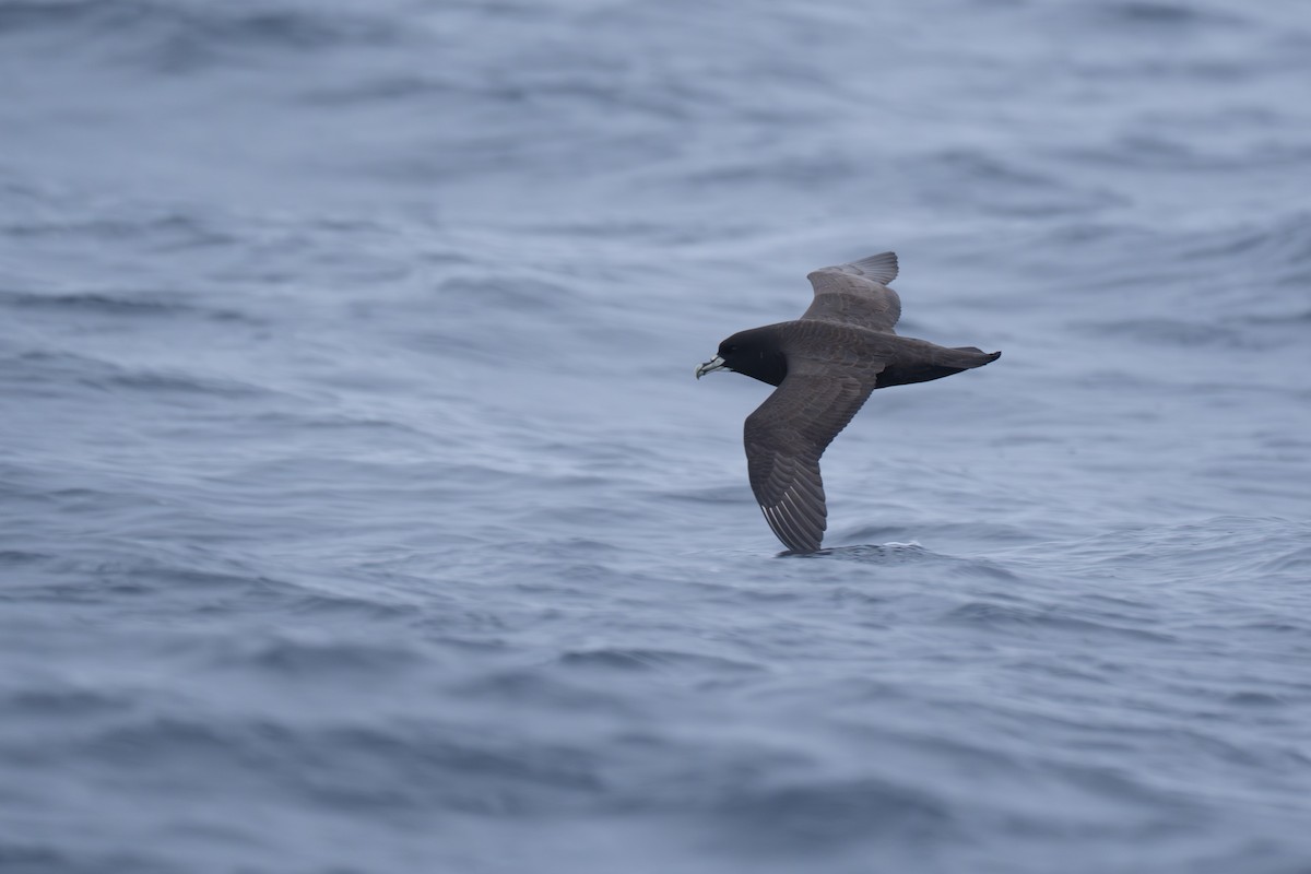 Beyaz Gıdılı Yelkovan - ML646680147