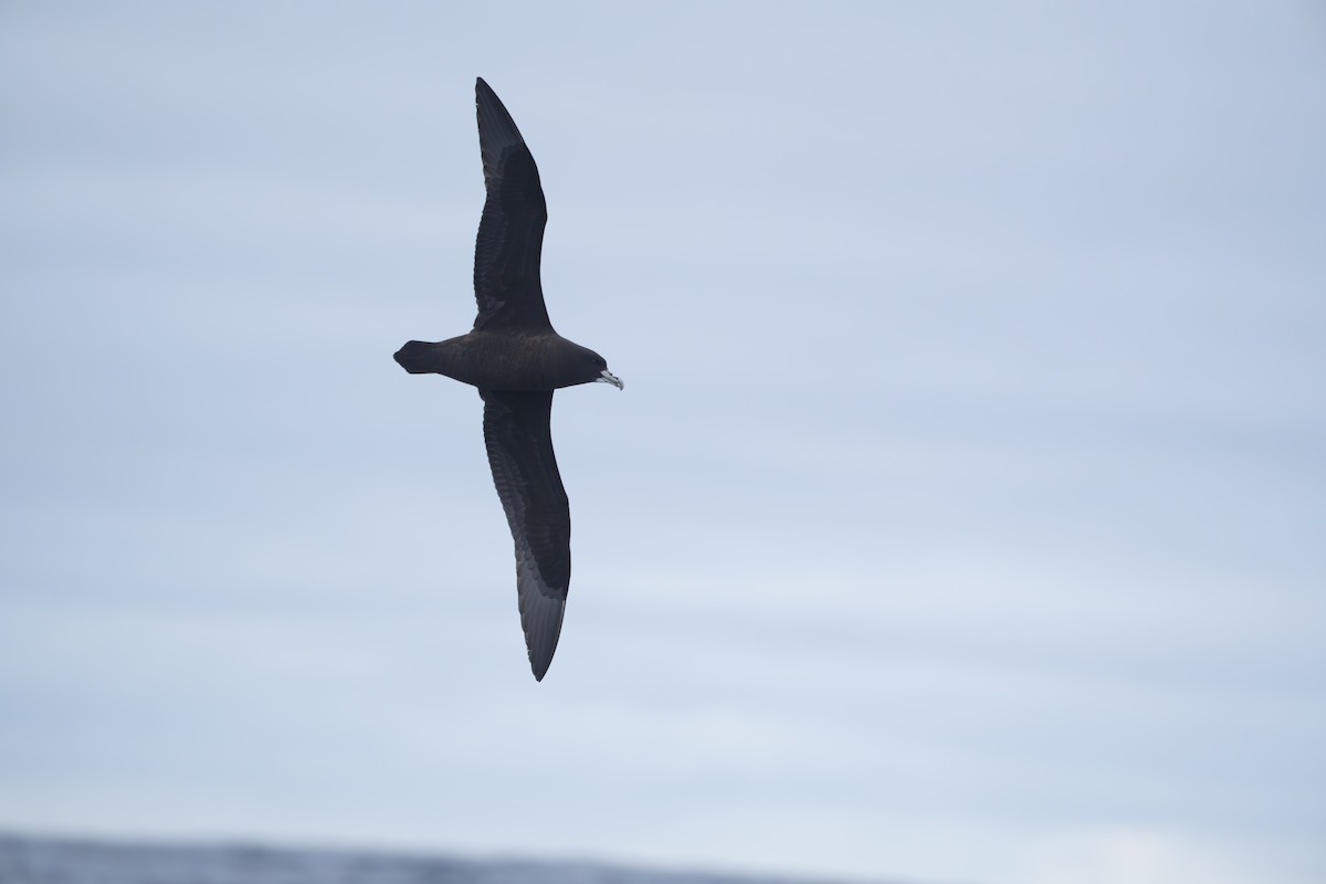 Beyaz Gıdılı Yelkovan - ML646680148