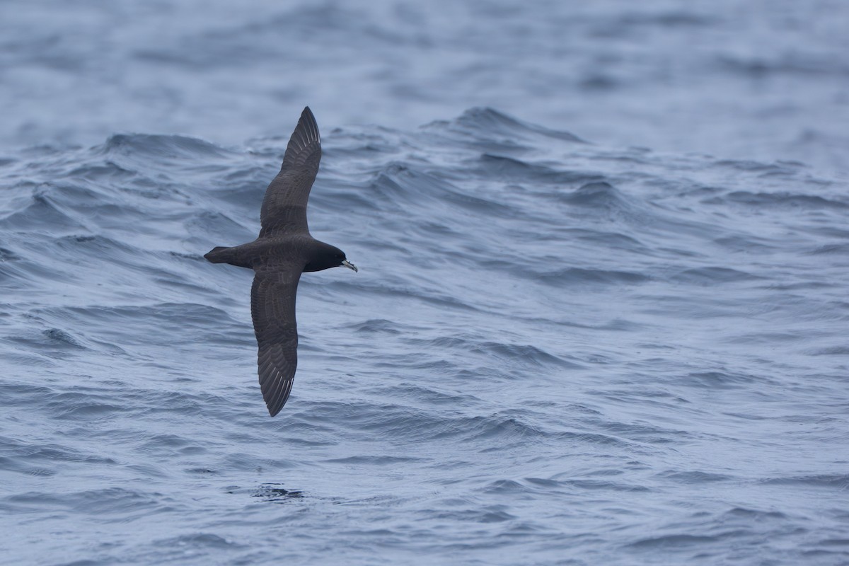 Beyaz Gıdılı Yelkovan - ML646680149