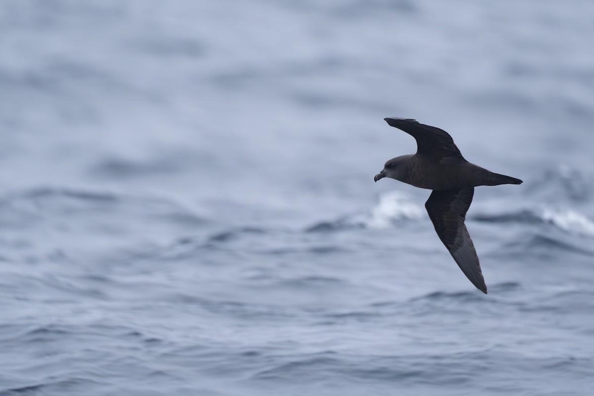 Uzun Kanatlı Fırtınakuşu - ML646680151