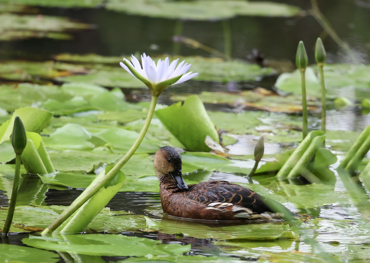 Wandering Whistling-Duck - ML646680174