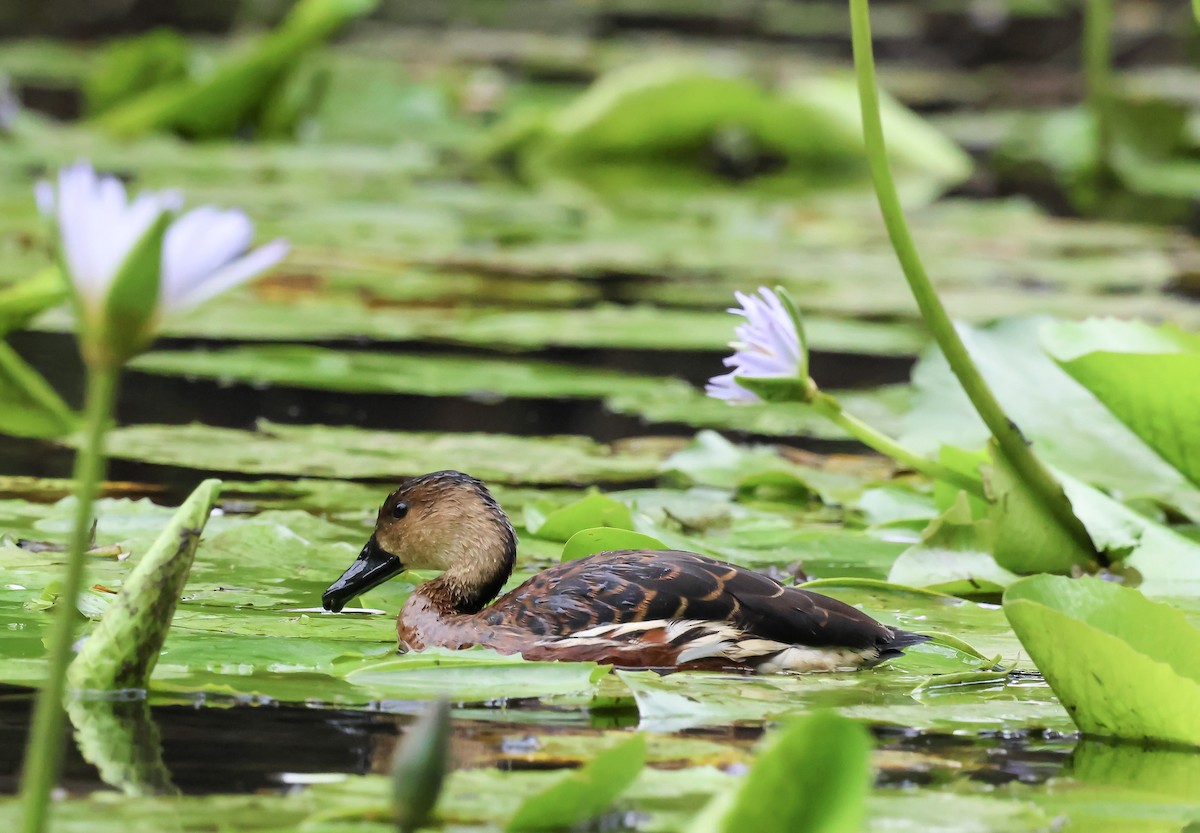 Wandering Whistling-Duck - ML646680175