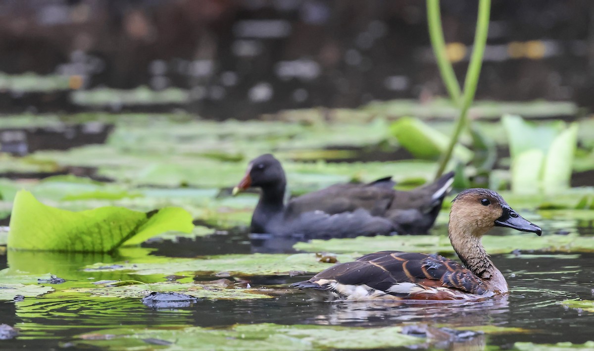 Wandering Whistling-Duck - ML646680176