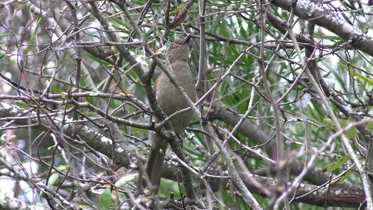 Bulbul de Zanzíbar - ML646680178