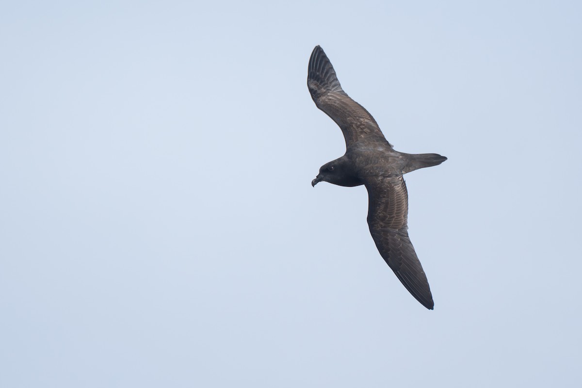 Uzun Kanatlı Fırtınakuşu - ML646680179