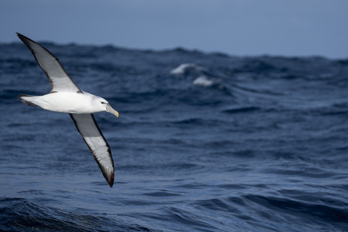 Mahçup Albatros - ML646680180