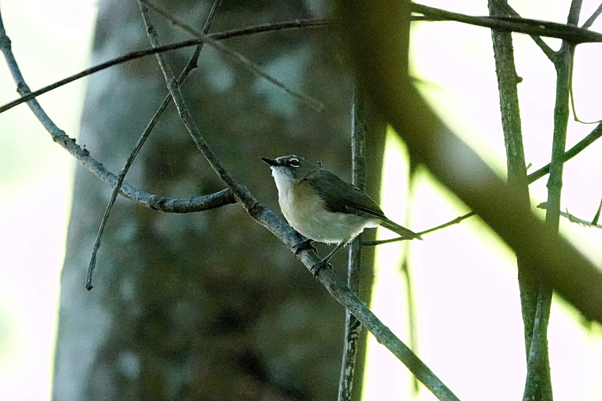 Sumpfgerygone - ML646680182