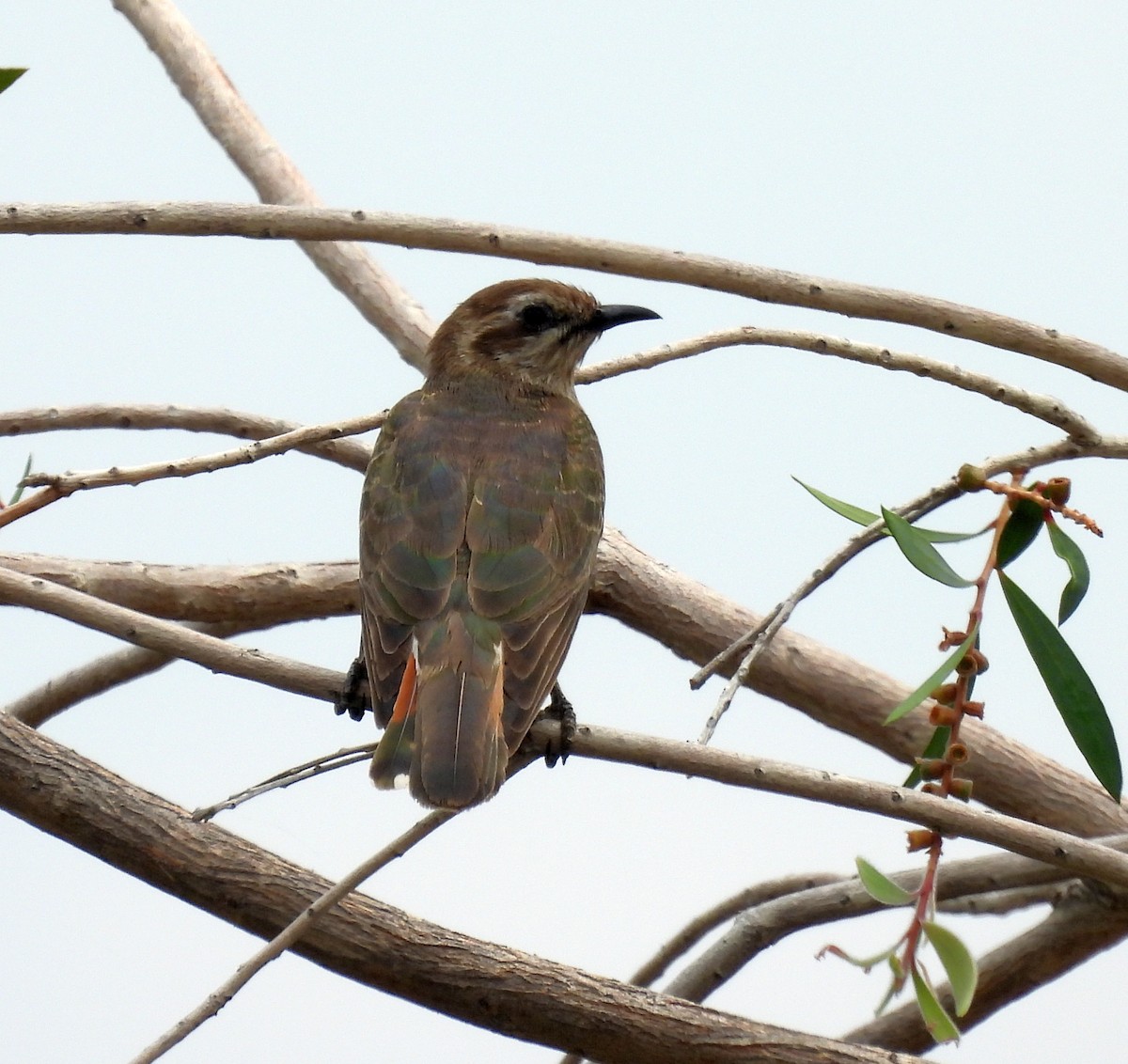 Horsfield's Bronze-Cuckoo - ML646680183